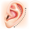 Ear Aesthetics